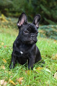 Beautiful black French bulldog puppy close up on nature