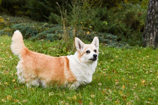 old corgi dog portrait on autumn background