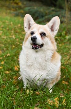 corgi dog portrait on autumn background