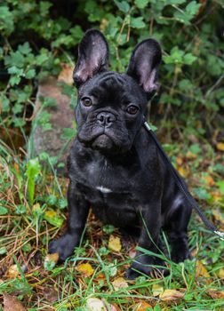 Beautiful black French bulldog puppy close up on nature autumn background