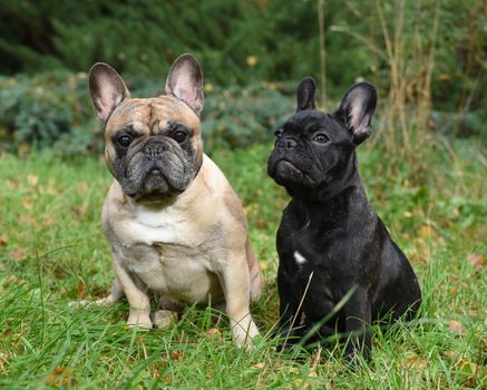 Two funny friendly French bulldogs on nature.