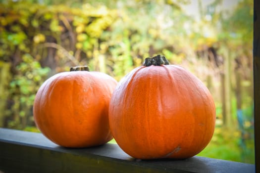 Two orange pumpkins on autumn fot halloween background