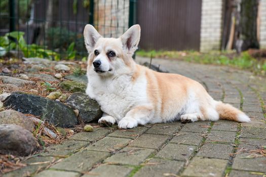 corgi dog portrait in old age on the road in the yard on autumn background