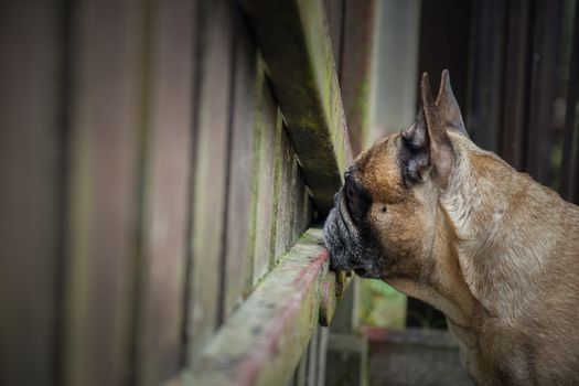 French bulldog dog is at the wooden fence