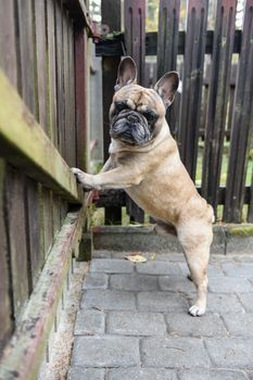 French bulldog dog is at the wooden fence.