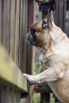 French bulldog dog is at the wooden fence.