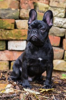 black French bulldog puppy on Brick wall background
