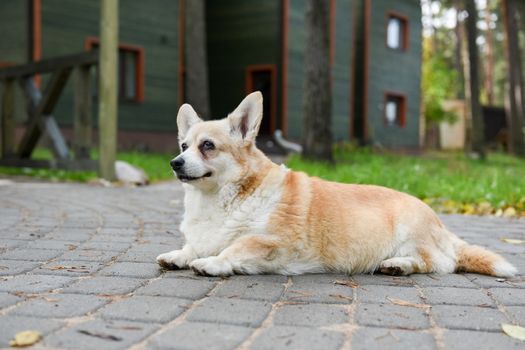 Corgi dog in old age on the road in the yard on autumn background