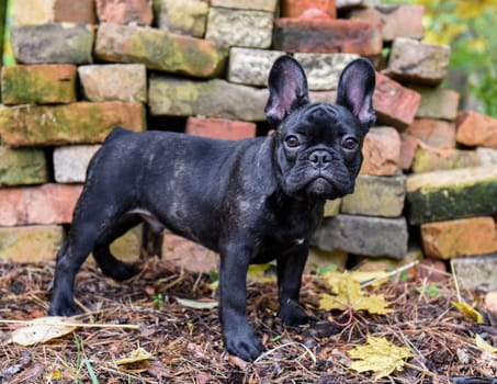 black French bulldog puppy on Brick wall background