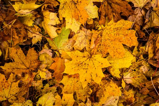 golden maple fallen leaves background, autumn texture