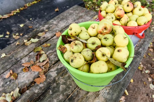 bucket with apples in the garden on a wooden table