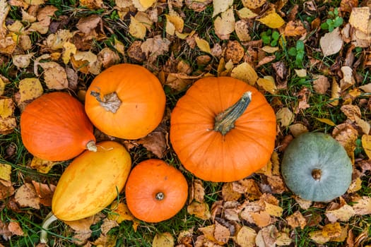 orange pumpkins against the background of autumn leaves