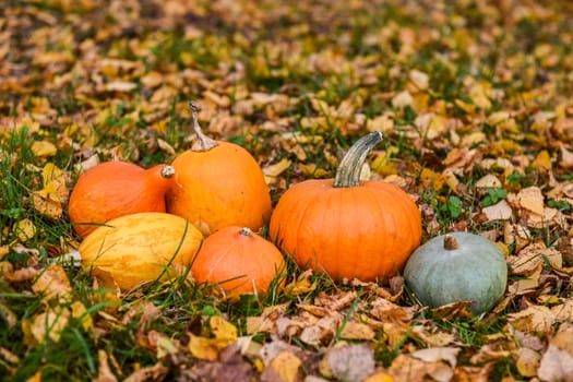 orange pumpkins against the background of autumn leaves