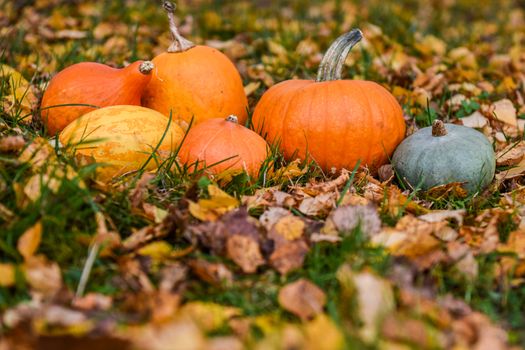 orange pumpkins against the background of autumn leaves