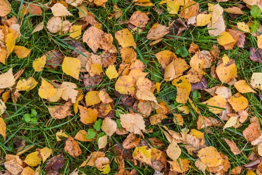 Fallen yellow birch leaves against the background of green grass