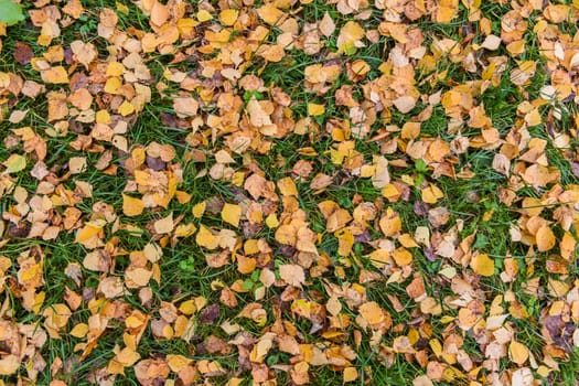 Fallen yellow birch leaves against the background of green grass