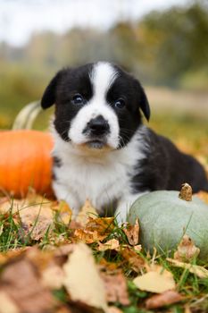 funny welsh corgi pembroke puppy dog posing with pumpkins on an autumn background