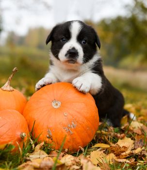 funny welsh corgi pembroke puppy dog posing with pumpkins on an autumn background