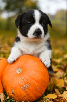 funny welsh corgi pembroke puppy dog posing with pumpkins on an autumn background
