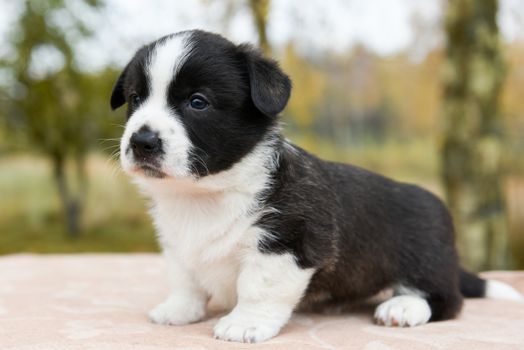 Welsh corgi pembroke puppy dog black color coat posing, portrait cute lovely Baby puppy corgi