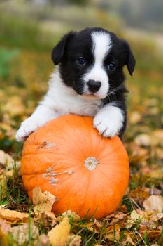 funny welsh corgi pembroke puppy dog posing with pumpkins on an autumn background