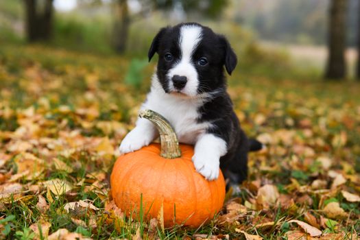 funny welsh corgi pembroke puppy dog posing with pumpkins on an autumn background