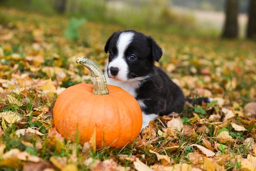 funny welsh corgi pembroke puppy dog posing with pumpkins on an autumn background