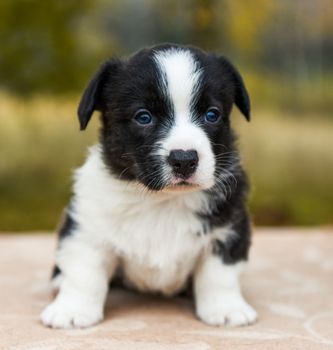 Welsh corgi pembroke puppy dog black color coat posing, portrait cute lovely Baby puppy corgi