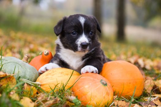 funny welsh corgi pembroke puppy dog posing with pumpkins on an autumn background