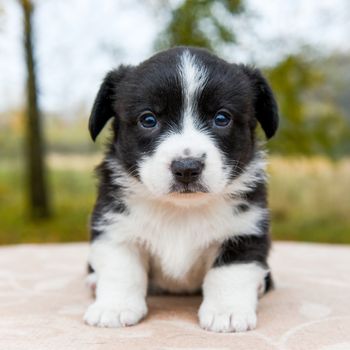 Welsh corgi pembroke puppy dog black color coat posing, portrait cute lovely Baby puppy corgi