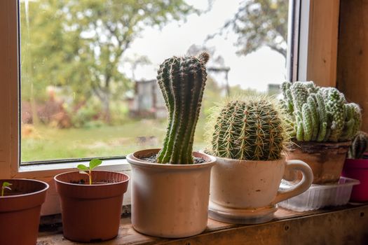 Cacti plant in pots on windowsill in village. Householding routine and care of indoor plants. Home gardening concept