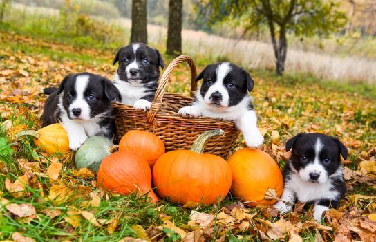 Funny welsh corgi pembroke puppies dogs posing with pumpkins on autumn background