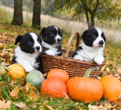 funny welsh corgi pembroke puppies dogs posing with pumpkins on an autumn background