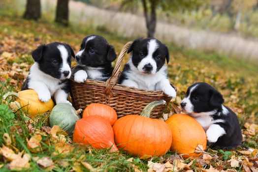 funny welsh corgi pembroke puppies dogs posing with pumpkins on an autumn background