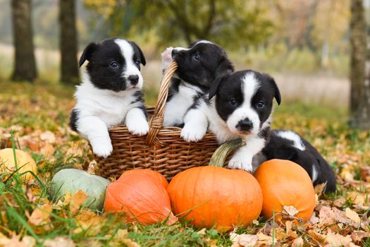 funny welsh corgi pembroke puppies dogs posing with pumpkins on an autumn background