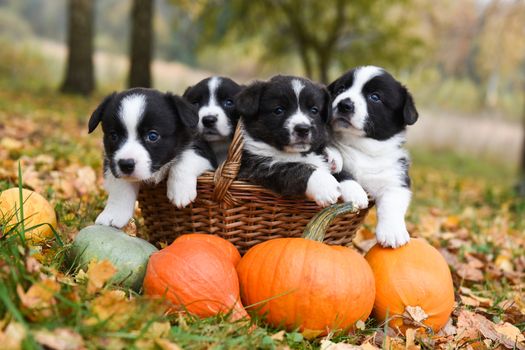 funny welsh corgi pembroke puppies dogs posing with pumpkins on an autumn background