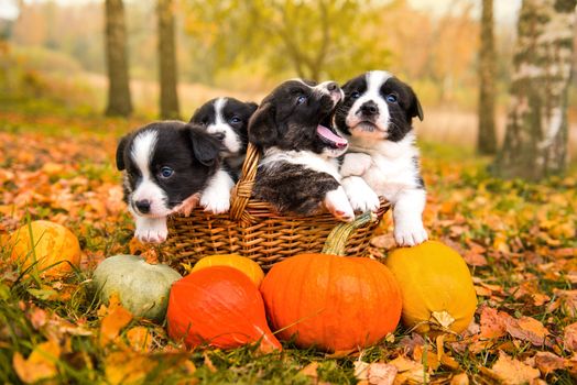 funny welsh corgi pembroke puppies dogs posing with pumpkins on an autumn background