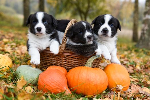 funny welsh corgi pembroke puppies dogs posing with pumpkins on an autumn background