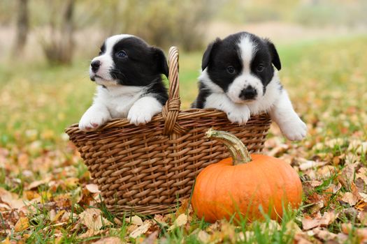 Two funny welsh corgi pembroke puppies dogs posing in the basket with pumpkin on an autumn background