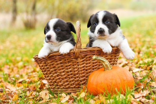 Two funny welsh corgi pembroke puppies dogs posing in the basket with pumpkin on an autumn background