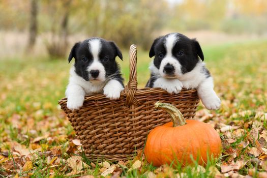 funny welsh corgi pembroke puppies dogs posing in the basket with pumpkins on an autumn background