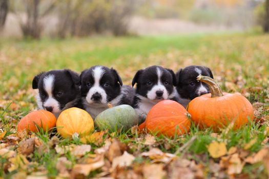 funny welsh corgi pembroke puppies dogs posing with pumpkins on an autumn background