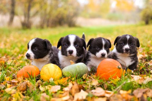 Four funny welsh corgi pembroke puppies dogs posing in the basket with pumpkins on an autumn background