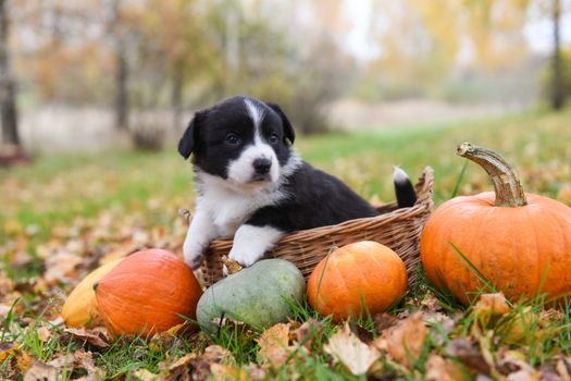 funny welsh corgi pembroke puppy dog posing in the basket with pumpkins on an autumn background