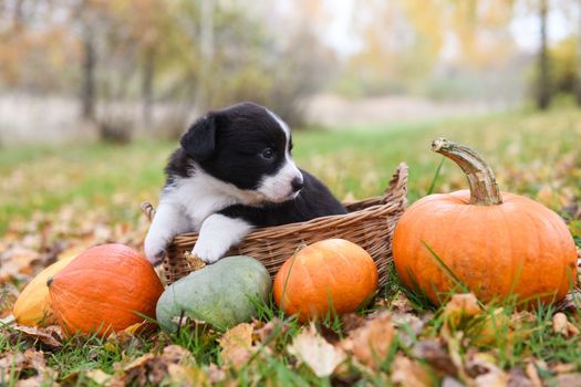 funny welsh corgi pembroke puppy dog posing in the basket with pumpkins on an autumn background