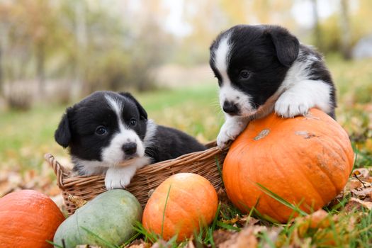 Two funny welsh corgi pembroke puppies dogs posing in the basket with pumpkin on an autumn background