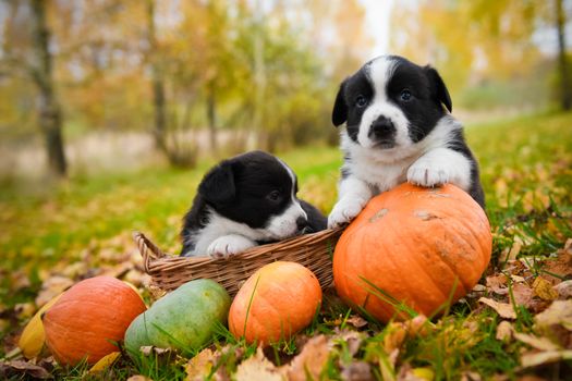 Two funny welsh corgi pembroke puppies dogs posing in the basket with pumpkin on an autumn background