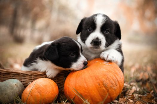 funny welsh corgi pembroke puppies dogs posing in the basket with pumpkins on an autumn background