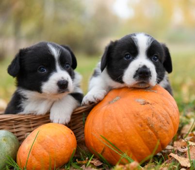 funny welsh corgi pembroke puppies dogs posing in the basket with pumpkins on an autumn background