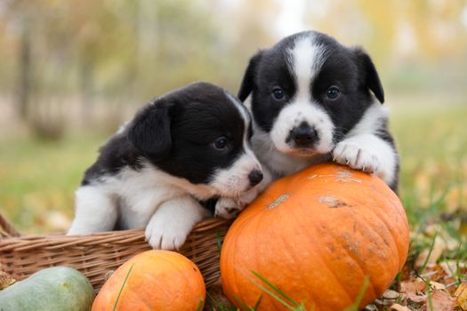 funny welsh corgi pembroke puppies dogs posing in the basket with pumpkins on an autumn background